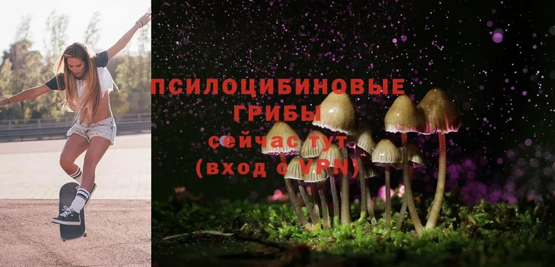 Псилоцибиновые грибы Cubensis  Мончегорск 